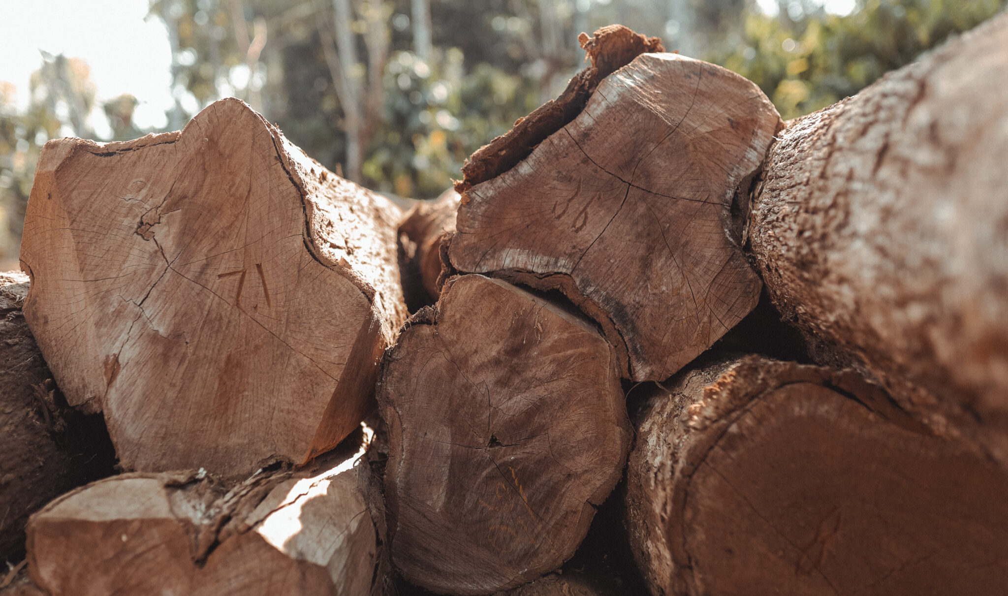 Teak Wood